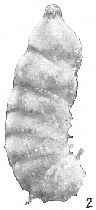 Cristellaria subaculeata Cristellaria subaculeata