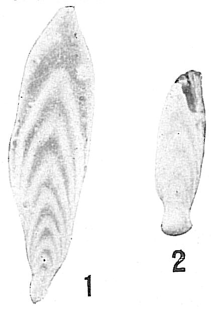 Frondicularia advena