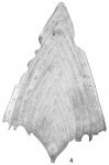 Frondicularia sagittula var. lanceolata