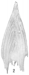 Frondicularia sagittula-Cushman-Atlant-4