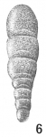 Frondicularia sidebottomi