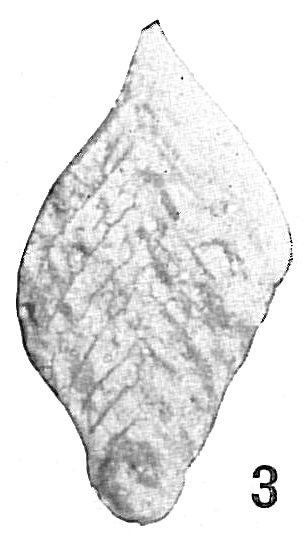Frondicularia sp. Frondicularia sp.