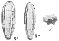 Frondicularia tenera