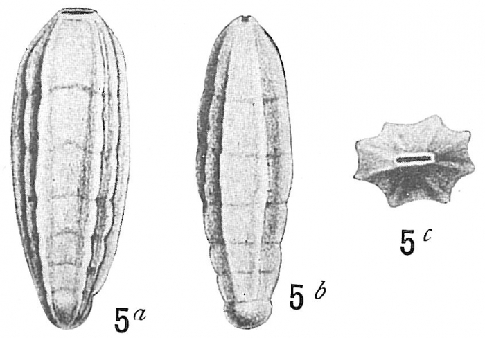 Frondicularia tenera