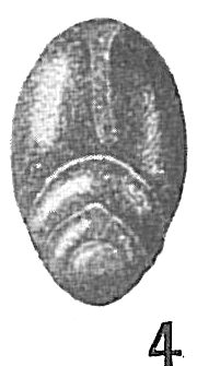 Frondicularia translucens