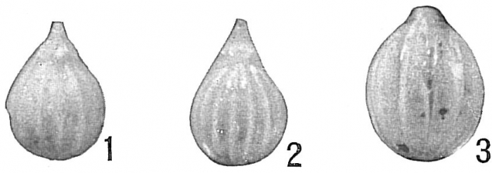 Lagena acuticosta Lagena acuticosta