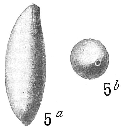 Lagena apiculata Lagena apiculata
