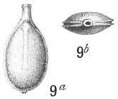 Lagena bicarinata sensu Cushman (1923) not Terquem, 1882