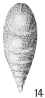 Lagena chrysalis