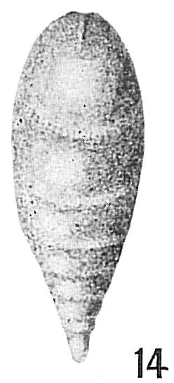 Lagena chrysalis Lagena chrysalis