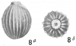 Chromista - Foraminifera (foraminifers)