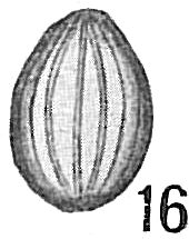 Lagena costata Lagena costata