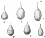 Chromista - Foraminifera (foraminifers)