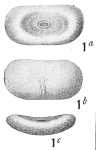 Chromista - Foraminifera (foraminifers)