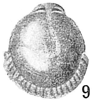 Lagena fimbriata Lagena fimbriata