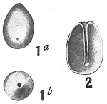 Chromista - Foraminifera (foraminifers)