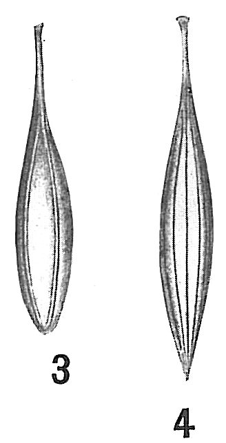 Lagena gracilis Lagena gracilis