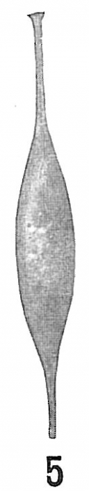 Lagena gracillima Lagena gracillima