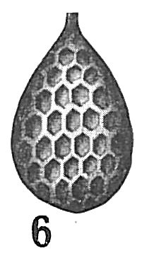 Lagena hexagona