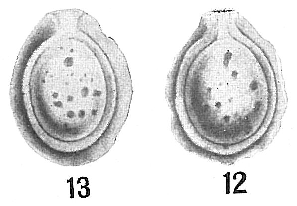 Lagena lacunata Lagena lacunata