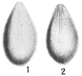 Chromista - Foraminifera (foraminifers)