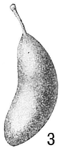 Lagena laevis Lagena laevis