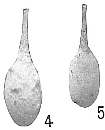Lagena laevis nebulosa Lagena laevis nebulosa