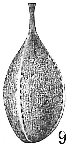 Lagena lagenoides var. tenuistriata