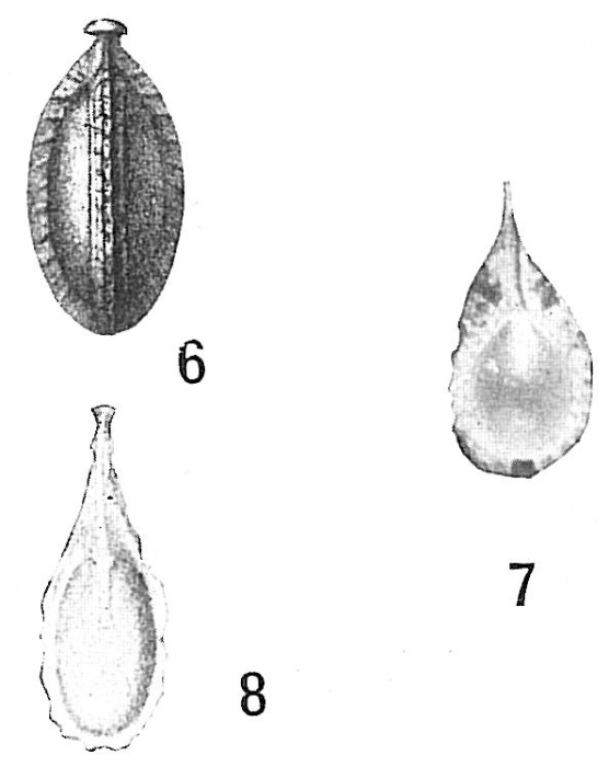 Lagena lagenoides Lagena lagenoides