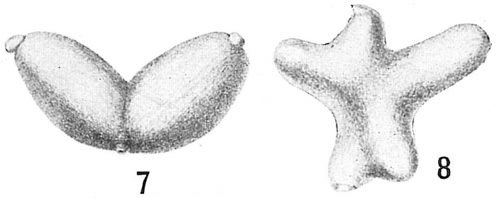 Lagena lineata Lagena lineata