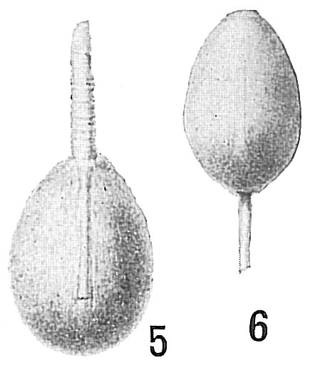 Lagena lineata Lagena lineata