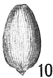 Lagena lineata Lagena lineata