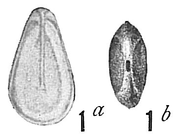 Lagena lucida Lagena lucida