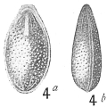 Chromista - Foraminifera (foraminifers)