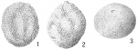 Lagena montagui