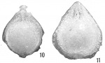 Chromista - Foraminifera (foraminifers)