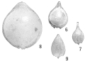 Chromista - Foraminifera (foraminifers)