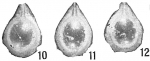 Chromista - Foraminifera (foraminifers)