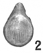 Lagena orbignyana variabilis