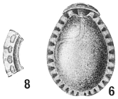 Lagena ornata (Williamson, 1858)