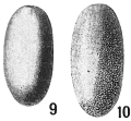 Chromista - Foraminifera (foraminifers)