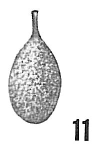 Lagena paradoxa Lagena paradoxa