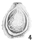 Lagena pulchella hexagona