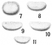 Lagena reniformis, author: Cedhagen, Tomas