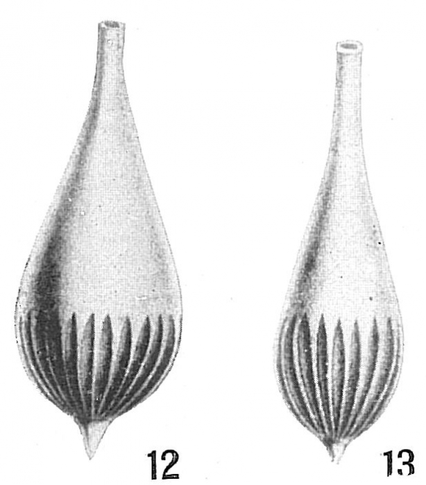 Lagena semilineata Lagena semilineata