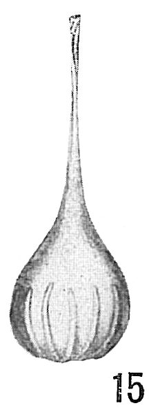 Lagena semistriata Lagena semistriata