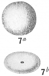 Chromista - Foraminifera (foraminifers)