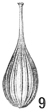 Lagena striata Lagena striata