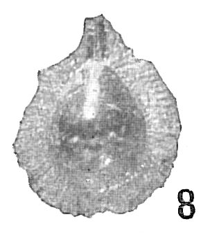 Lagena sublagenoides Lagena sublagenoides