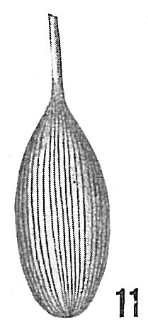 Lagena substriata